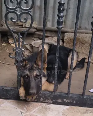 Photo - 3-6 months Male Purebred German Shepherd