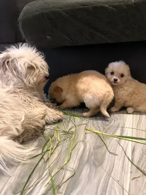 Photo - 1-3 months Male Purebred Maltese