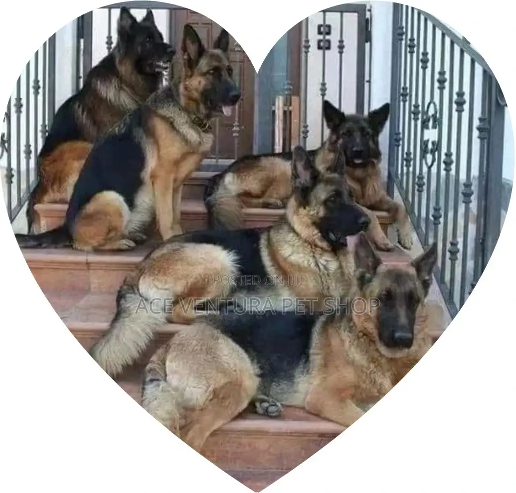 1-3 months Male Purebred German Shepherd