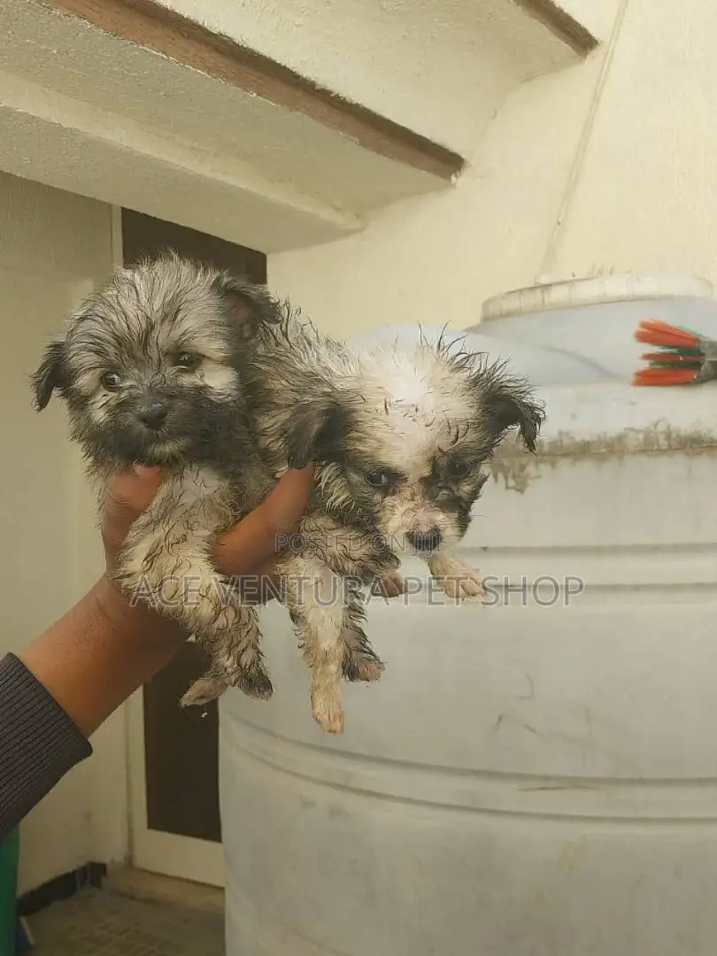 1-3 months Male Purebred Maltese