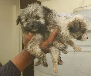 1-3 months Male Purebred Maltese