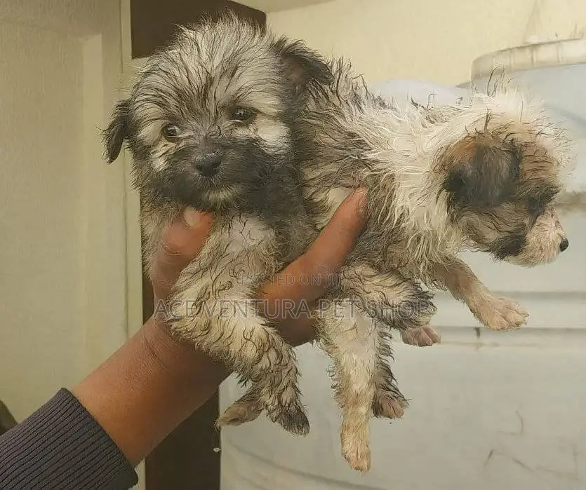 1-3 months Male Purebred Maltese