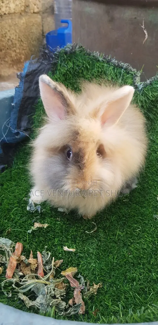 Rabbits for Sale