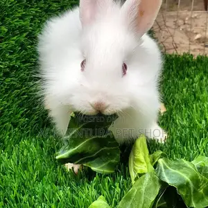 Rabbits for Sale