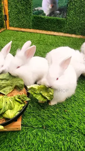 Rabbits for Sale