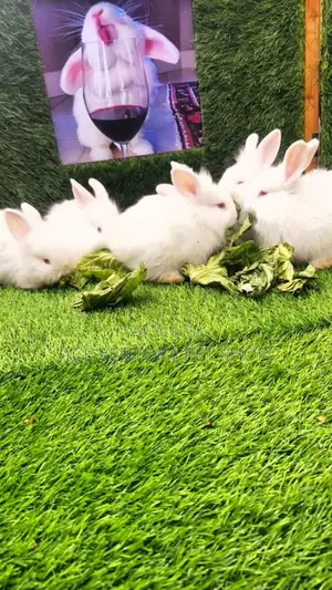 Rabbits for Sale