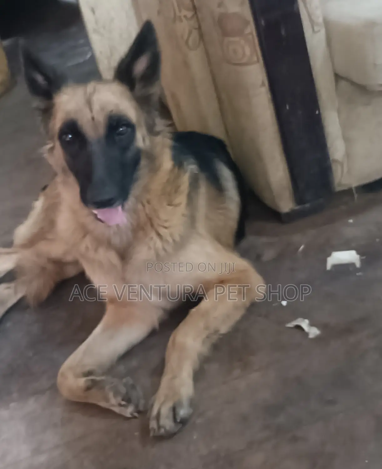1-3 months Male Purebred German Shepherd