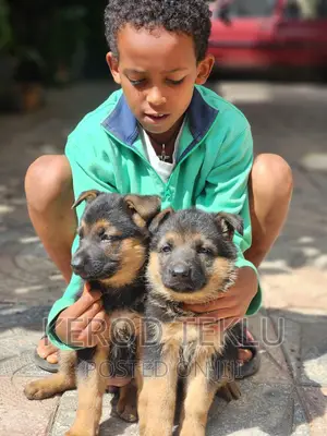 Photo - 1-3 months Male Purebred German Shepherd