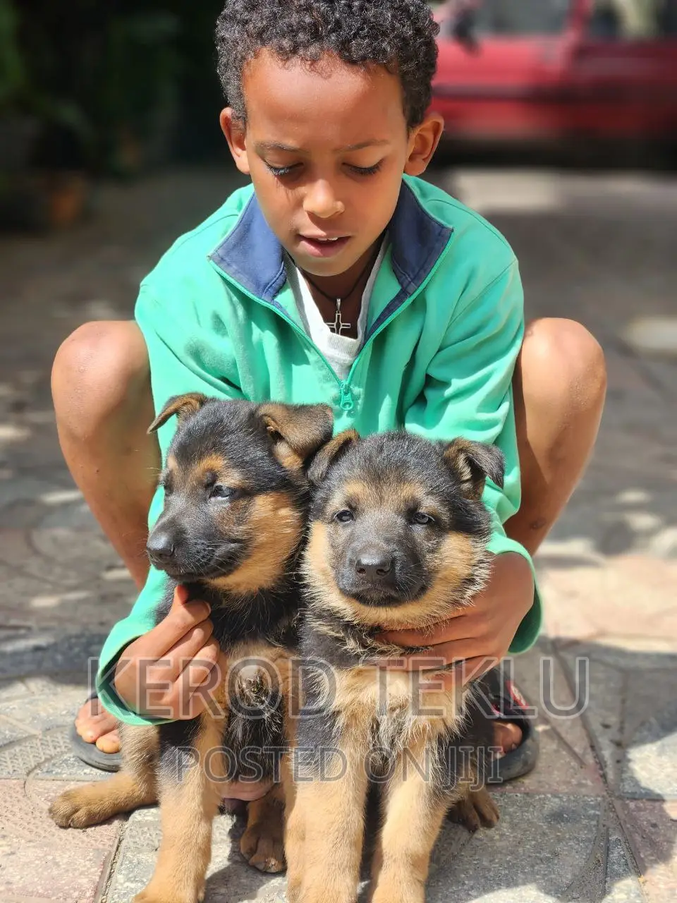 1-3 months Male Purebred German Shepherd