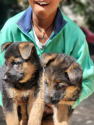 1-3 months Male Purebred German Shepherd