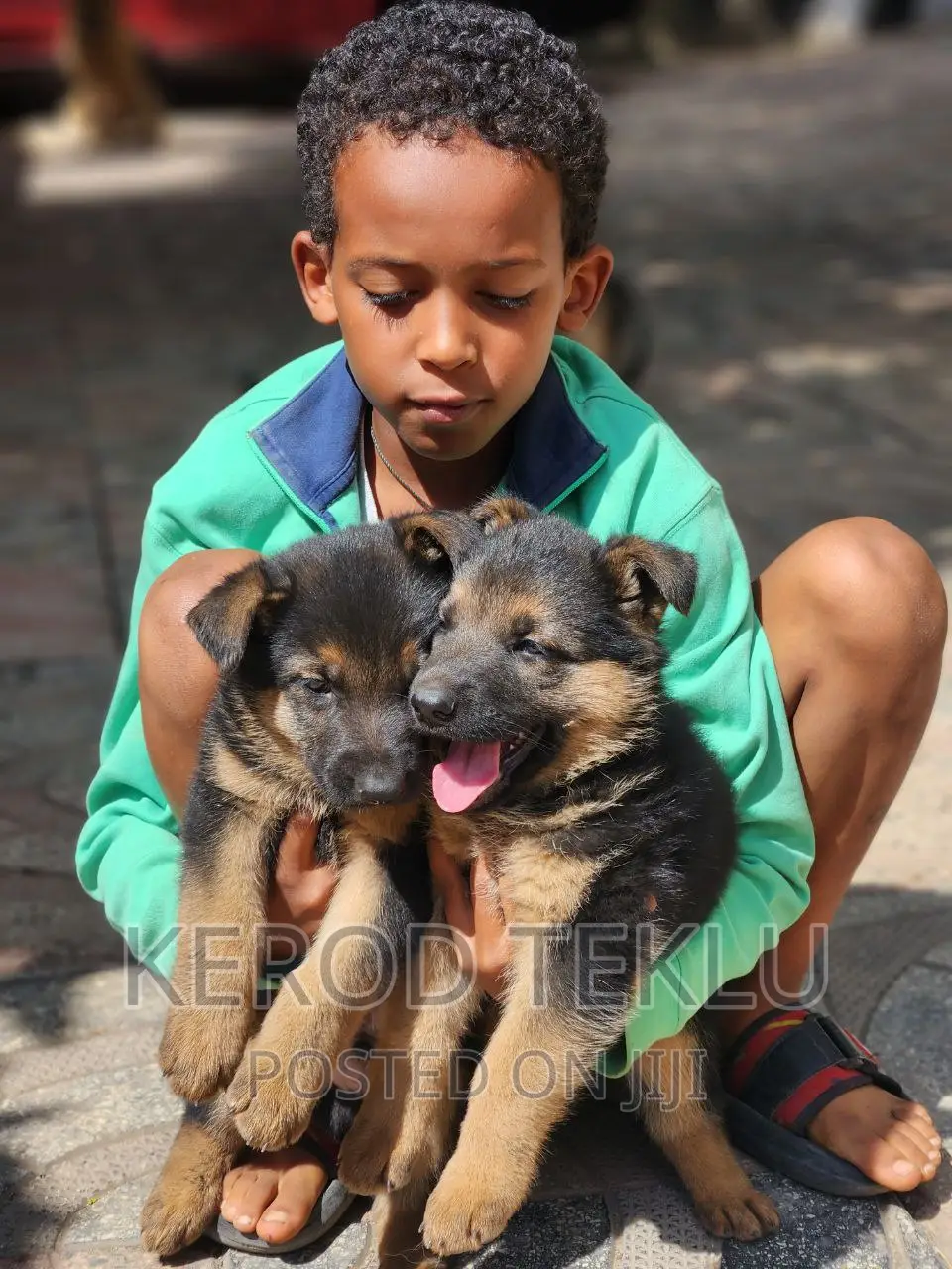 1-3 months Male Purebred German Shepherd