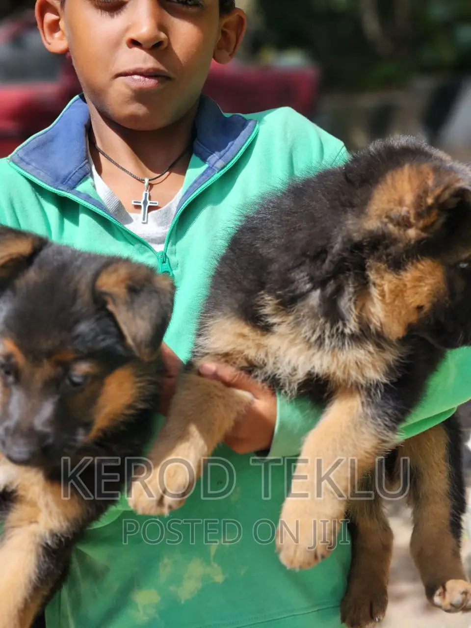 1-3 months Male Purebred German Shepherd