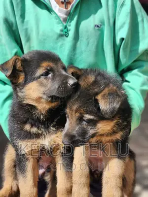 1-3 months Male Purebred German Shepherd