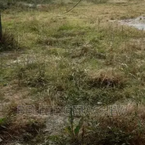 ሜክሲኮ የግንባታ ቦታ ሽያጭ ፡ 7000ካሬ