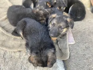 Photo - 1-3 months Male Purebred German Shepherd