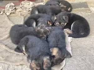 Photo - 1-3 months Male Purebred German Shepherd