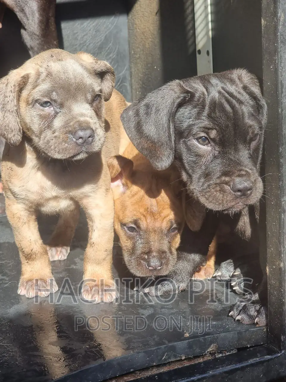 1-3 months Male Purebred Bullmastiff