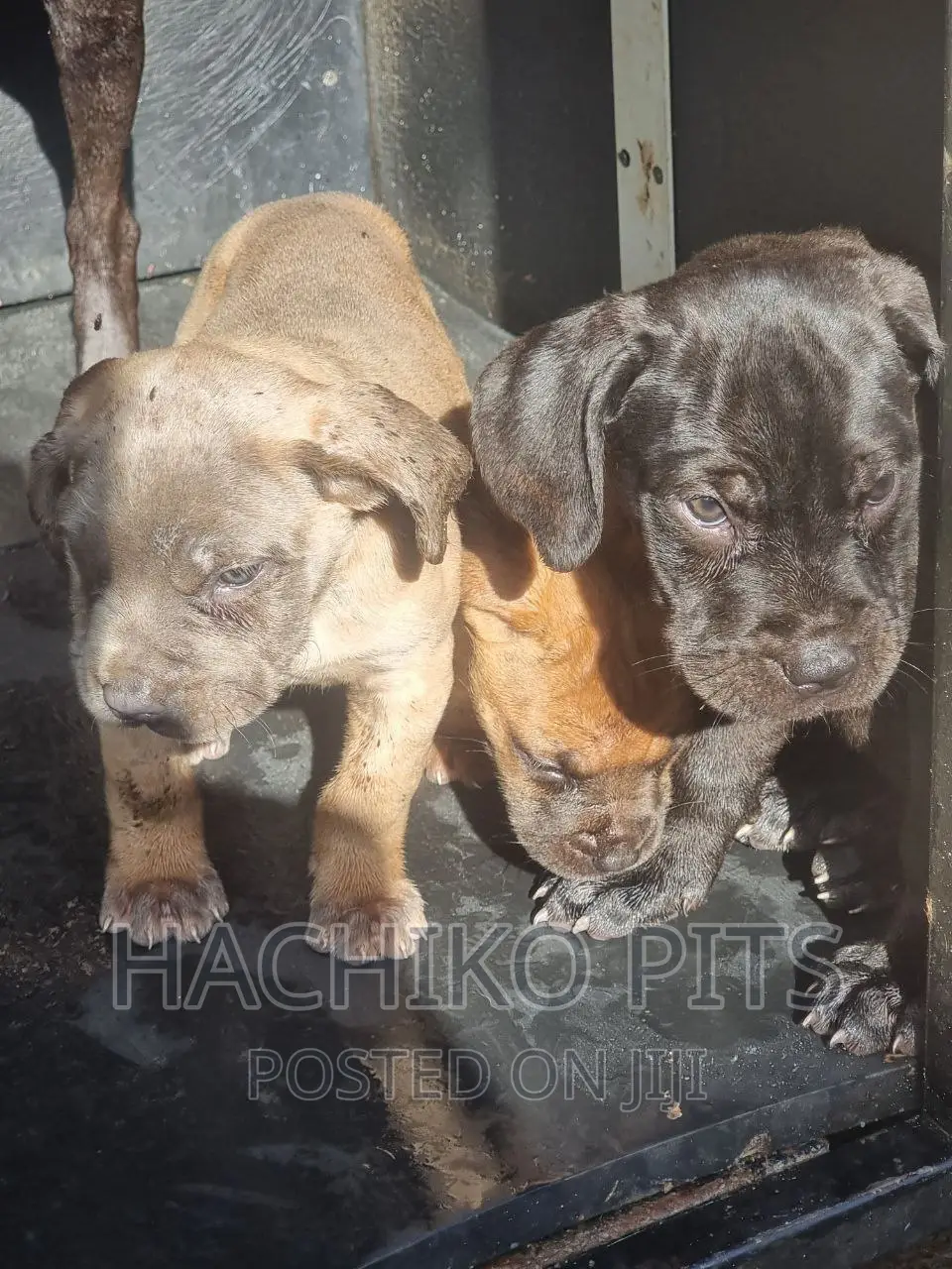 1-3 months Male Purebred Bullmastiff