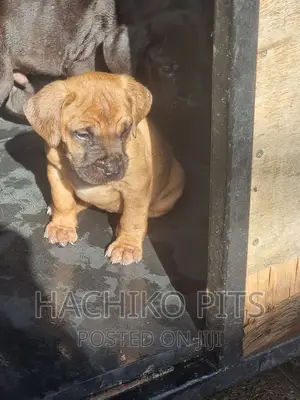 Photo - 1-3 months Male Purebred Bullmastiff