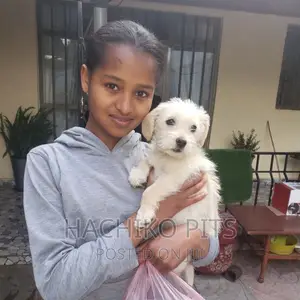 Photo - 3-6 months Male Purebred Maltese