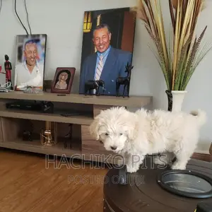 Photo - 1-3 months Male Purebred Maltese