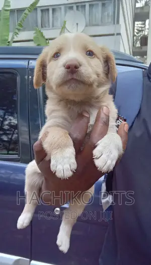 Photo - 1-3 months Male Purebred Maltese