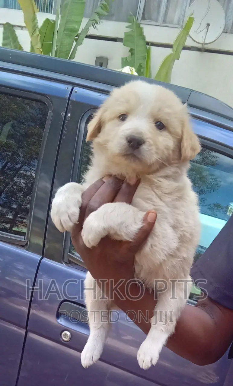1-3 months Male Purebred Maltese
