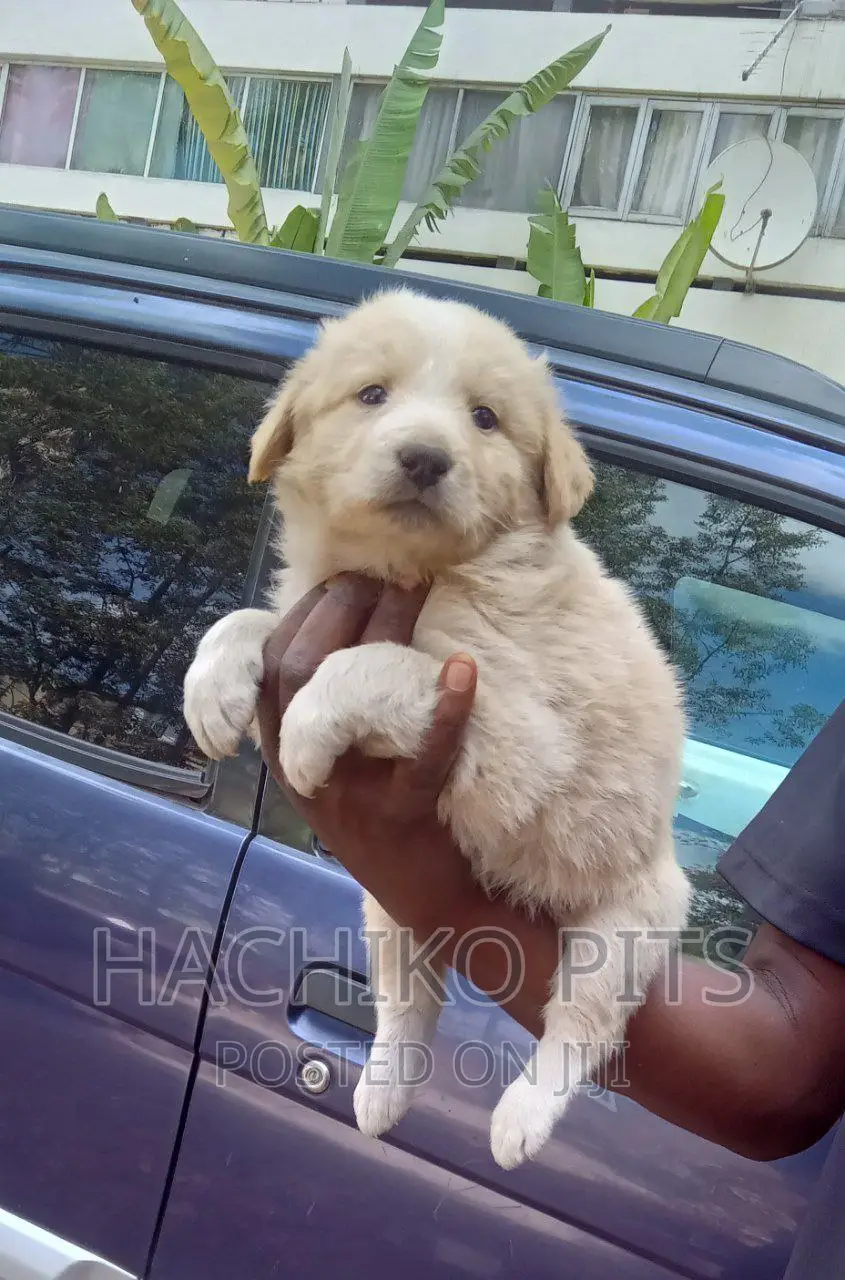 1-3 months Male Purebred Maltese