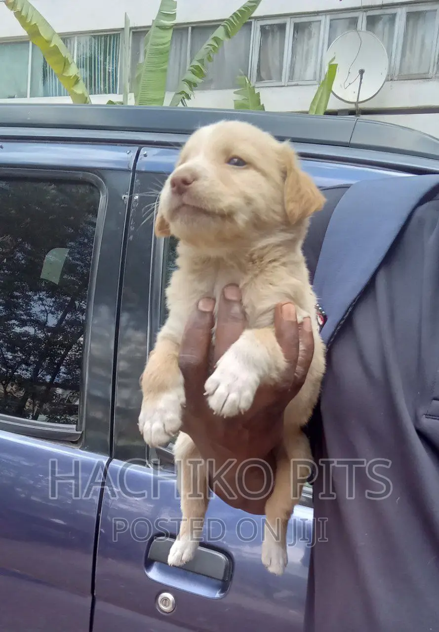 1-3 months Male Purebred Maltese