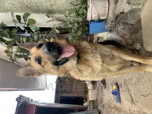 1-3 months Male Purebred German Shepherd