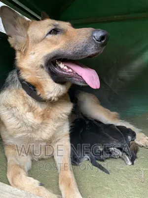 1-3 months Male Purebred German Shepherd