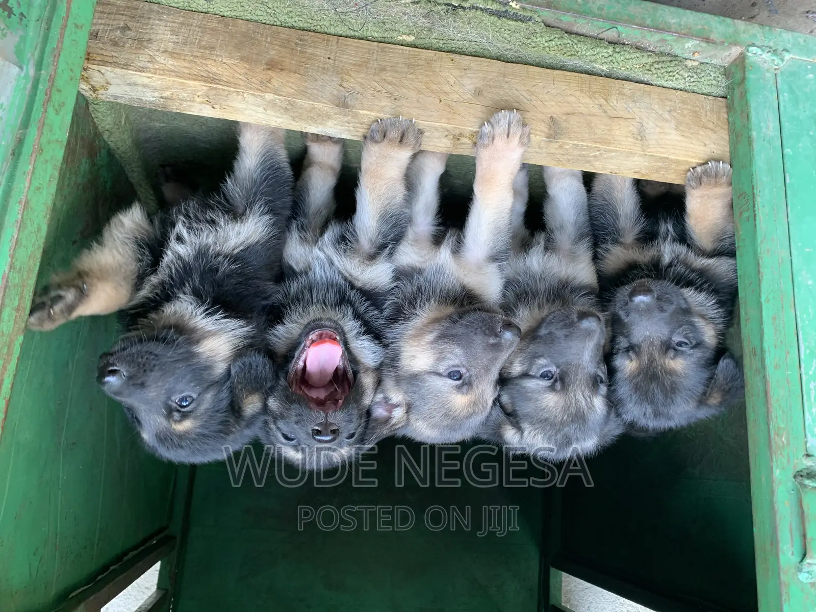 1-3 months Male Purebred German Shepherd