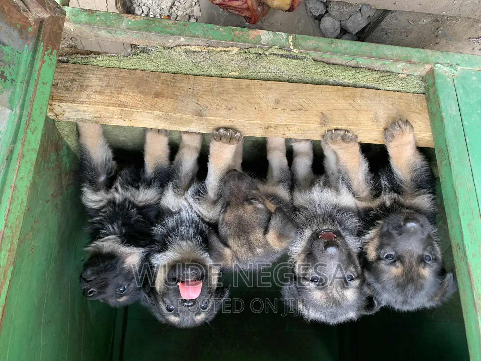 1-3 months Male Purebred German Shepherd