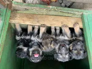 1-3 months Male Purebred German Shepherd