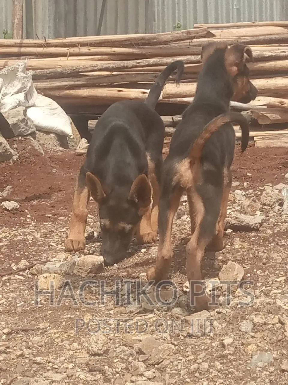 3-6 months Male Purebred German Shepherd