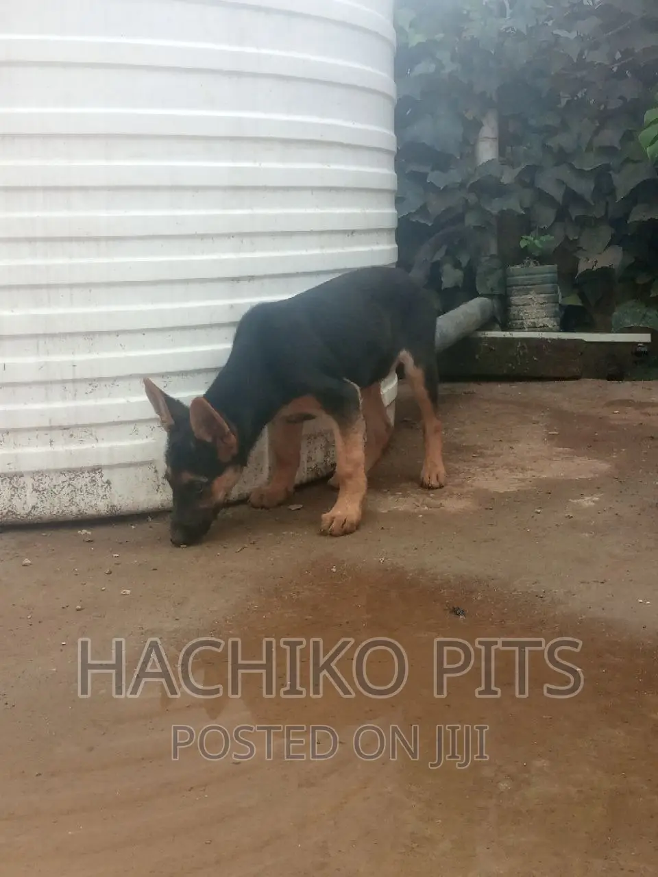 3-6 months Male Purebred German Shepherd