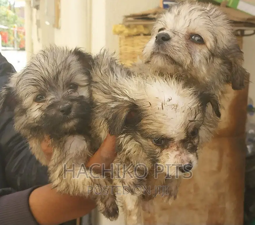 1-3 months Male Purebred Maltese
