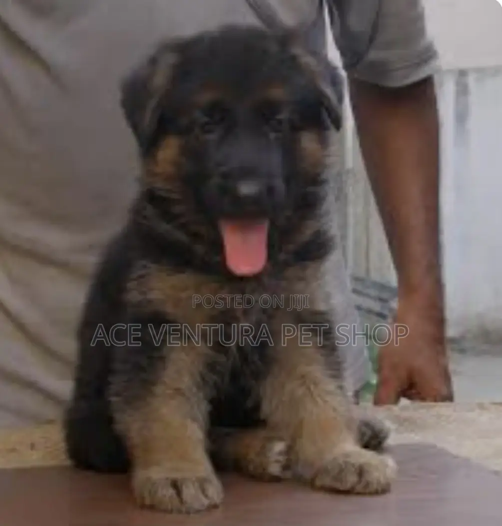 1-3 months Male Purebred German Shepherd