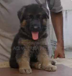 Photo - 1-3 months Male Purebred German Shepherd