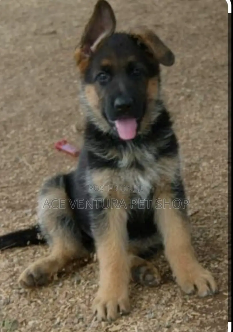 1-3 months Male Purebred German Shepherd