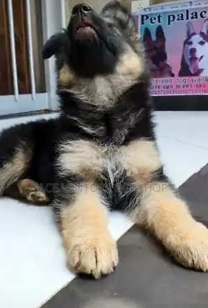1-3 months Male Purebred German Shepherd