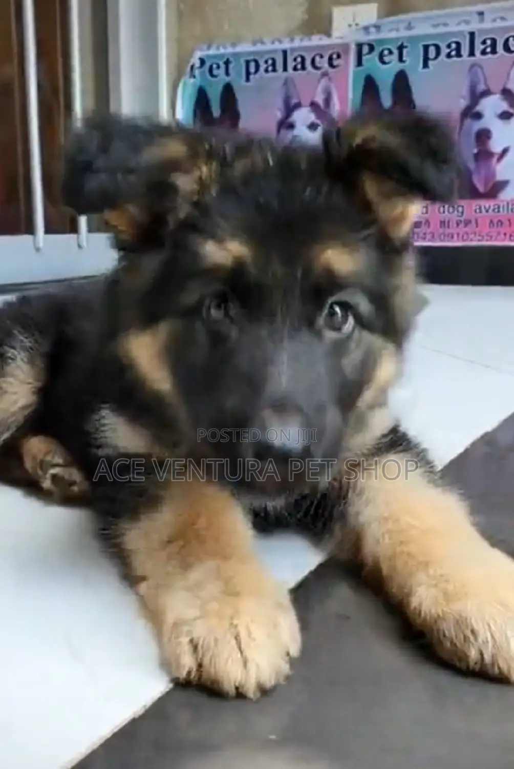 1-3 months Male Purebred German Shepherd
