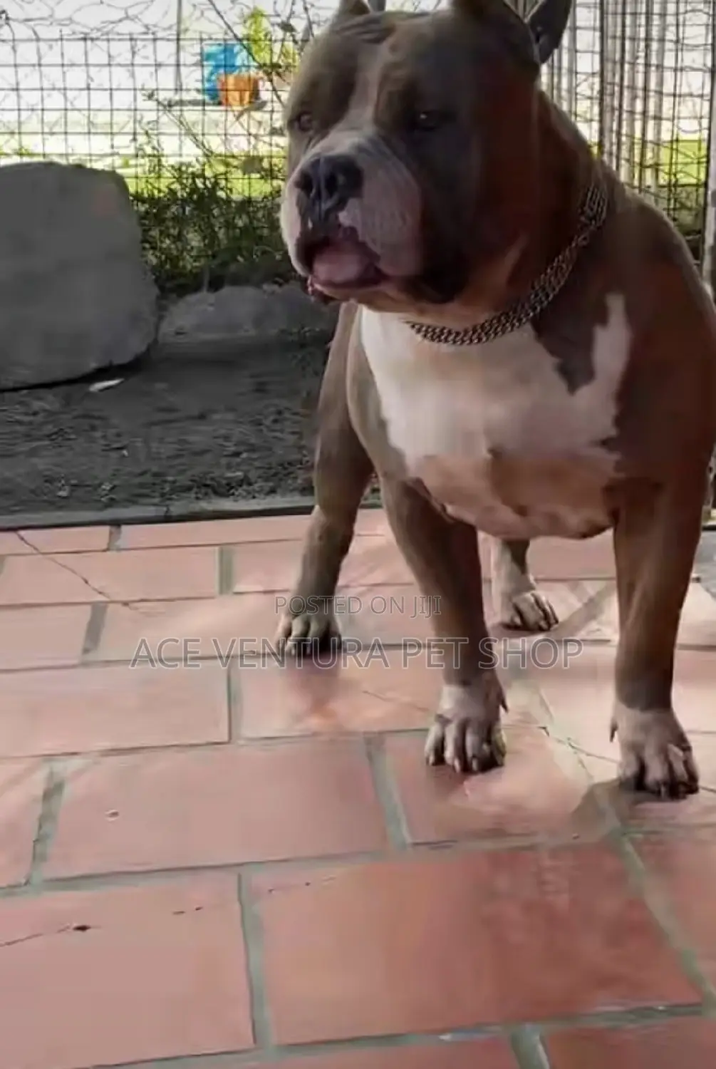 1-3 months Male Purebred American Pit Bull Terrier