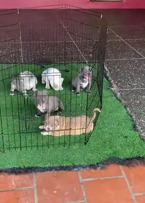 1-3 months Male Purebred American Pit Bull Terrier