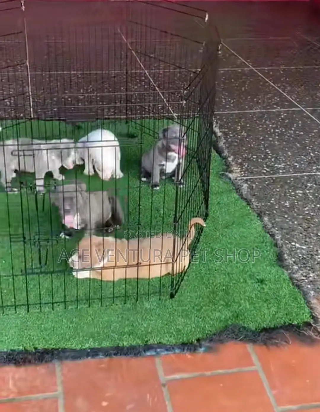 1-3 months Male Purebred American Pit Bull Terrier