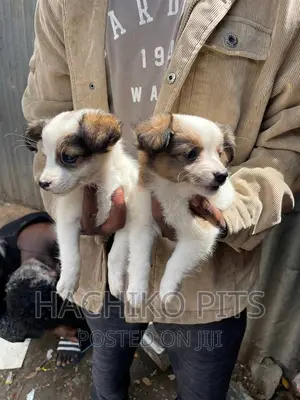Photo - 1-3 months Female Purebred Maltese