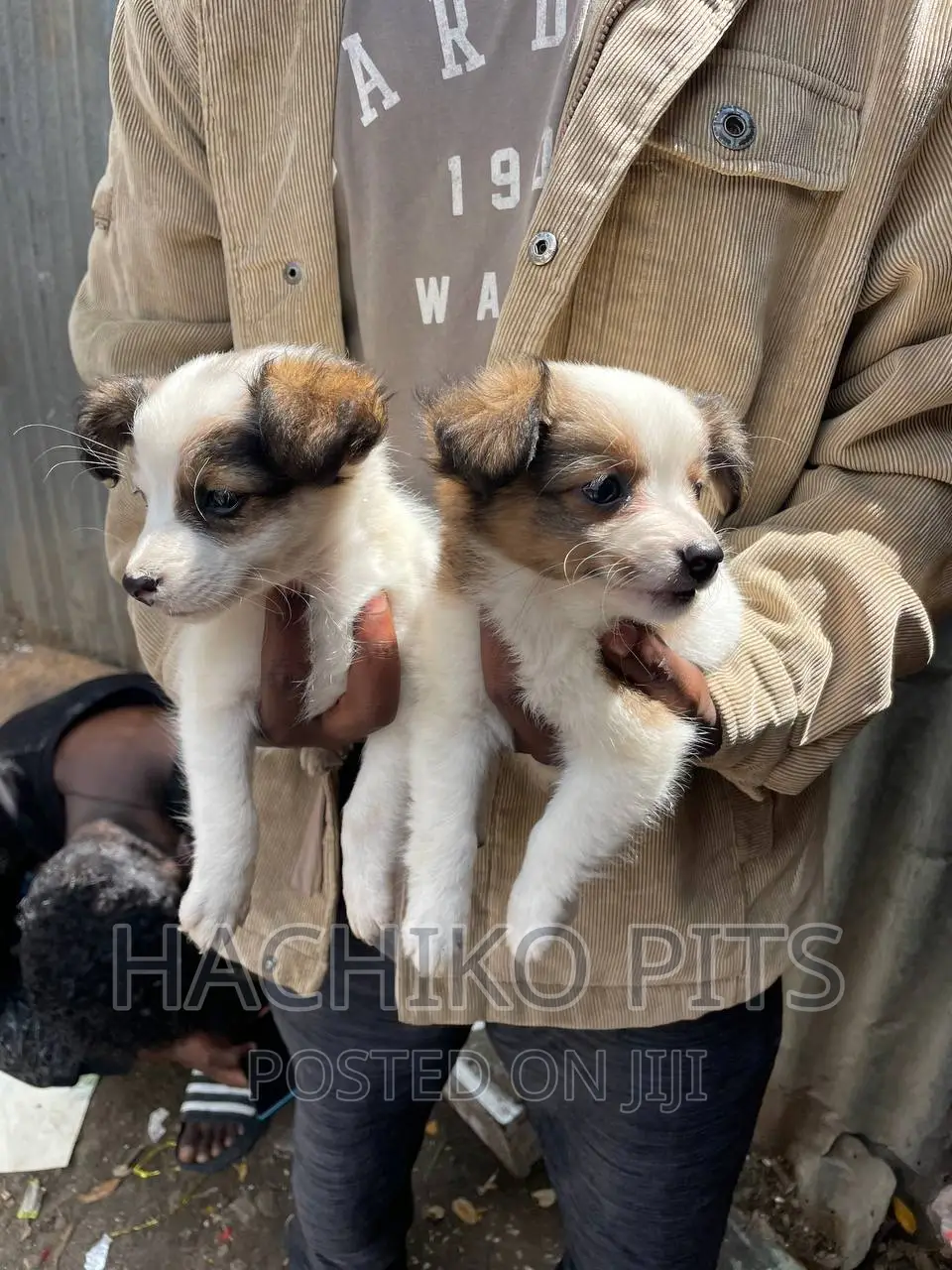 1-3 months Female Purebred Maltese