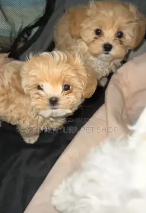 Photo - 1-3 months Male Purebred Maltese