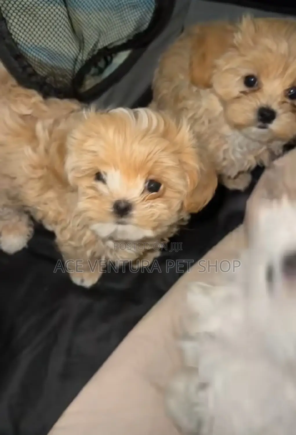 1-3 months Male Purebred Maltese