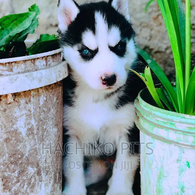 1-3 months Male Purebred Siberian Husky